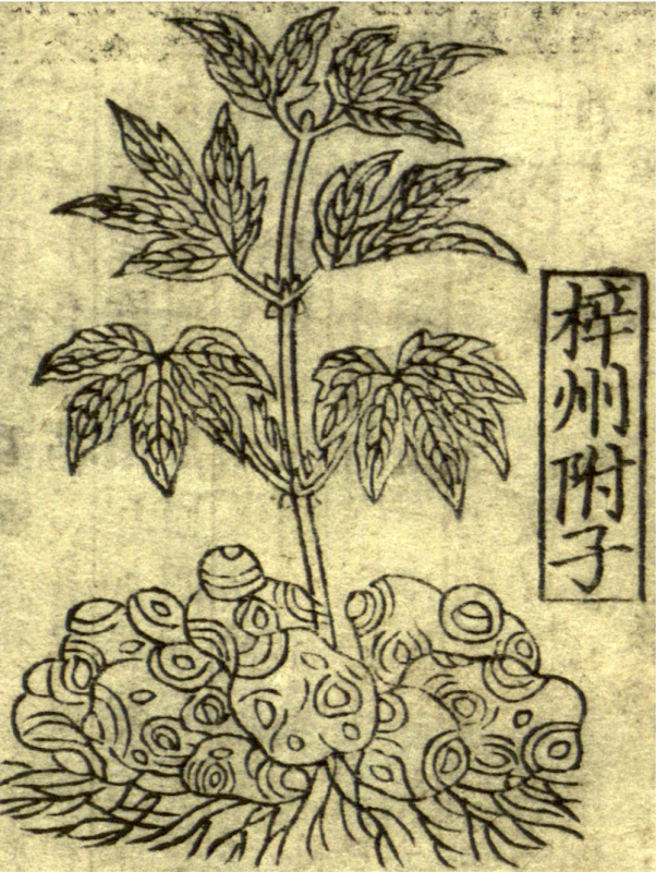 Aconite is a poisonous herb that was used to treat cold symptoms in ancient Chinese medical practice. Library of Congress, Asian Division, Chinese Rare Books